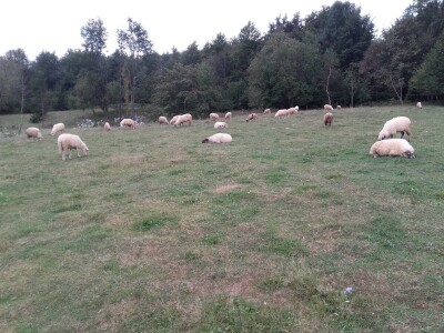 Nevenka Midžić - Plitvice