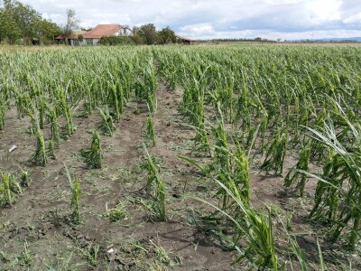 Nevreme Bačka Palanka