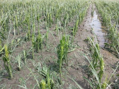 Nevreme Bačka Palanka