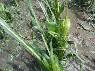 Nevreme Bačka Palanka