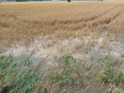 Nevreme Bačka Palanka