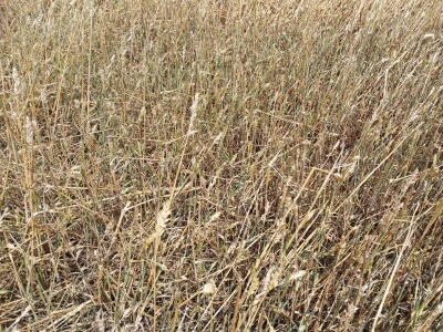 Nevreme Bačka Palanka