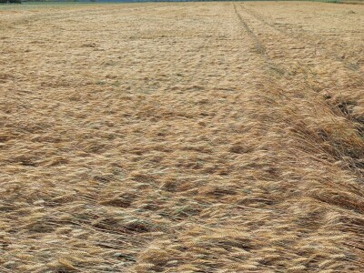 Nevreme Bačka Palanka