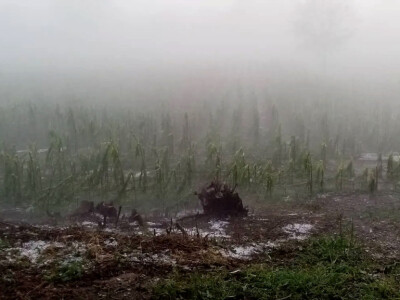 Nevreme i grad u šumadijskim selima ostavilo pustoš Nevreme i grad u šumadijskim selima ostavilo pustoš