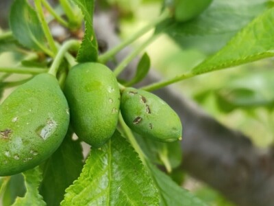 Nevreme u Zaječaru Nevreme u Zaječaru