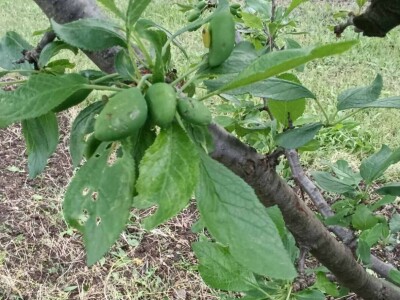 Nevreme u Zaječaru Nevreme u Zaječaru