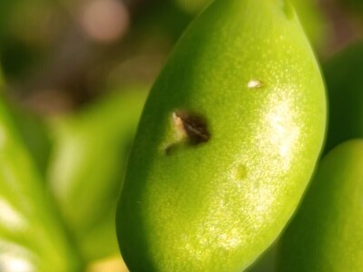 Nevreme u Zaječaru Nevreme u Zaječaru