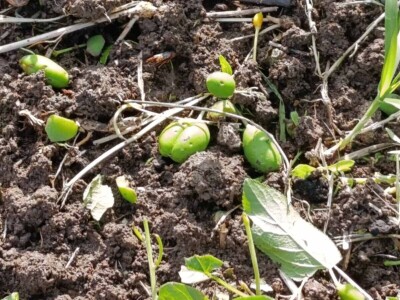Nevreme u Zaječaru Nevreme u Zaječaru