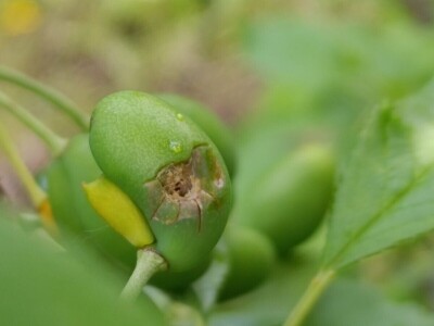 Nevreme u Zaječaru Nevreme u Zaječaru