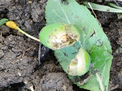 Nevreme u Zaječaru Nevreme u Zaječaru