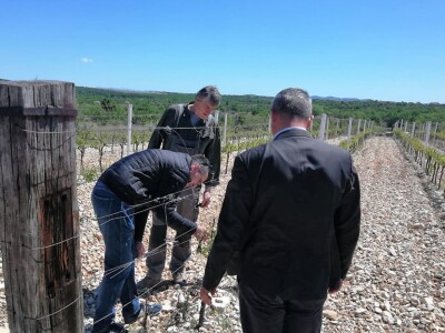 POSLJEDICE TUČE NA STANKOVAČKOM I BENKOVAČKOM PODRUČJU - Vinogradar Božo Bačić u 40 minuta ostao bez 350 tisuća kuna!