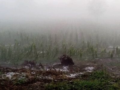 Nevrijeme i grad u šumadijskim selima ostavilo pustoš