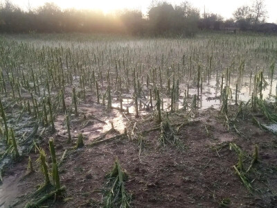 Nevrijeme i grad u šumadijskim selima ostavilo pustoš