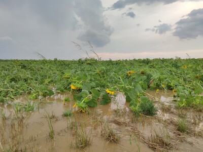 Nevrijeme u Petrijevcima