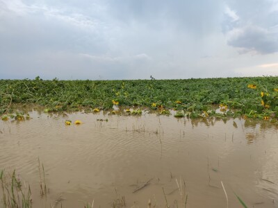 Nevrijeme u Petrijevcima