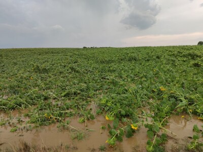 Nevrijeme u Petrijevcima