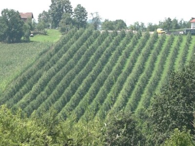 Nevrijeme uništilo voćnjak Vrhovca