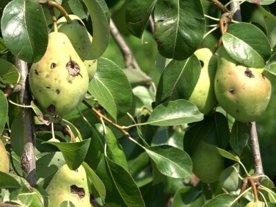 Nevrijeme uništilo voćnjak Vrhovca
