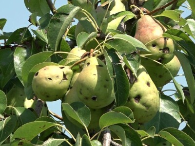 Nevrijeme uništilo voćnjak Vrhovca
