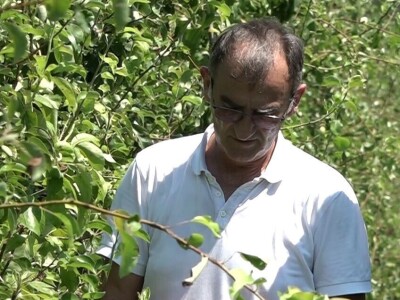 Nevrijeme uništilo voćnjak Vrhovca