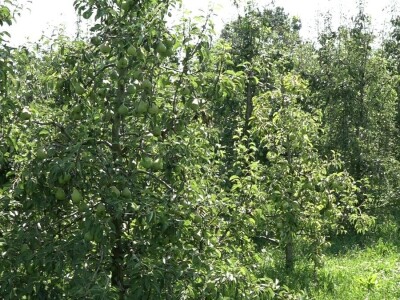 Nevrijeme uništilo voćnjak Vrhovca