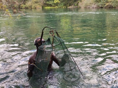 Nezakoniti izlov na Cetini Nezakoniti izlov na Cetini