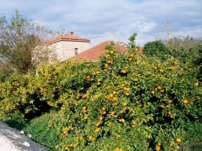 Neretvanske mandarine i klementine