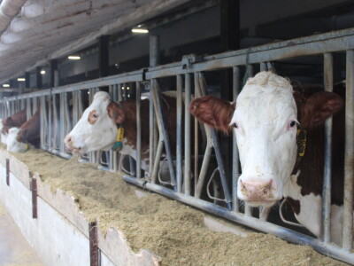 Nezaustavljiv rast Farme Euro, uskoro vrata otvara i sirana