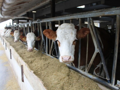 Nezaustavljiv rast Farme Euro, uskoro vrata otvara i sirana