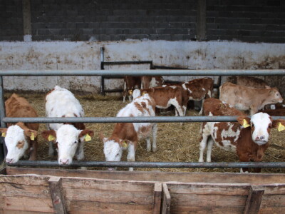 Nezaustavljiv rast Farme Euro, uskoro vrata otvara i sirana