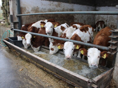 Nezaustavljiv rast Farme Euro, uskoro vrata otvara i sirana