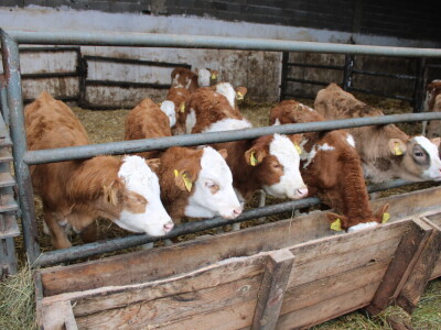 Nezaustavljiv rast Farme Euro, uskoro vrata otvara i sirana