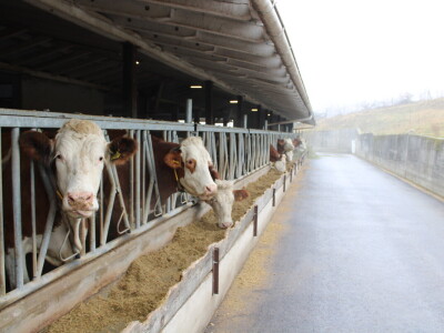 Nezaustavljiv rast Farme Euro, uskoro vrata otvara i sirana