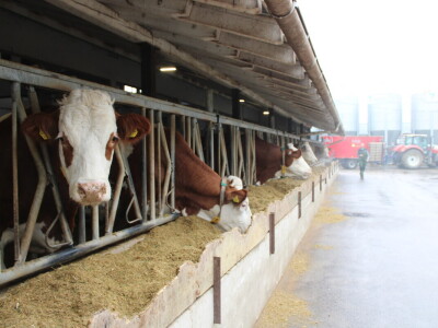 Nezaustavljiv rast Farme Euro, uskoro vrata otvara i sirana