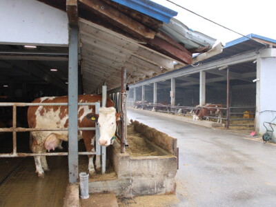 Nezaustavljiv rast Farme Euro, uskoro vrata otvara i sirana