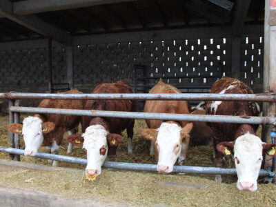 Nezaustavljiv rast Farme Euro, uskoro vrata otvara i sirana