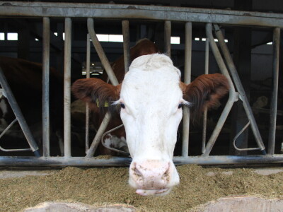 Nezaustavljiv rast Farme Euro, uskoro vrata otvara i sirana