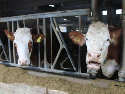 Nezaustavljiv rast Farme Euro, uskoro vrata otvara i sirana