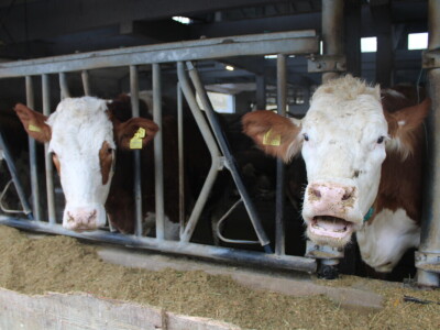 Nezaustavljiv rast Farme Euro, uskoro vrata otvara i sirana