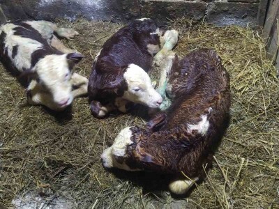 Nihad Fejzić: Uložio 150 hiljada KM, ostao bez poticaja Nihad Fejzić: Uložio 150 hiljada KM, ostao bez poticaja