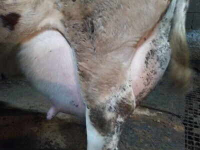 Nihad Fejzić: Uložio 150 hiljada KM, ostao bez poticaja Nihad Fejzić: Uložio 150 hiljada KM, ostao bez poticaja