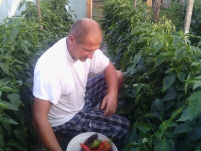 Nihad i Semina Gurbeta se već 15 godina bave plasteničkom proizvodnjom