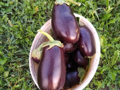 Nihad i Semina Gurbeta se već 15 godina bave plasteničkom proizvodnjom