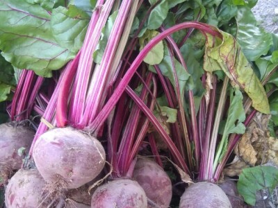 Nihad i Semina Gurbeta se već 15 godina bave plasteničkom proizvodnjom