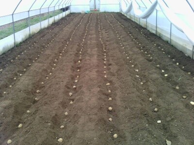 Nihad i Semina Gurbeta se već 15 godina bave plasteničkom proizvodnjom