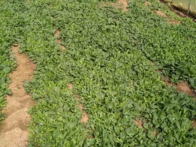 Nihad i Semina Gurbeta se već 15 godina bave plasteničkom proizvodnjom