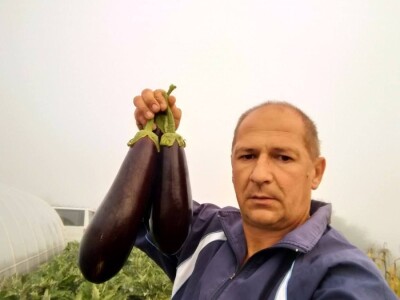 Nihad i Semina Gurbeta se već 15 godina bave plasteničkom proizvodnjom