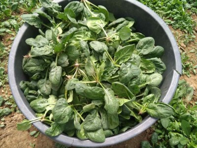 Nihad i Semina Gurbeta se već 15 godina bave plasteničkom proizvodnjom