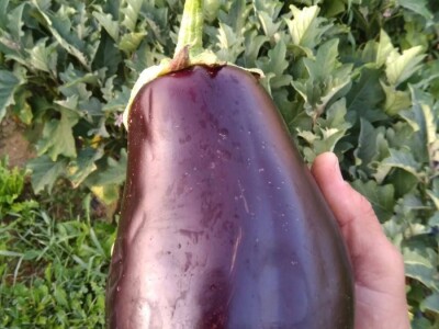 Nihad i Semina Gurbeta se već 15 godina bave plasteničkom proizvodnjom