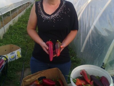 Nihad i Semina Gurbeta se već 15 godina bave plasteničkom proizvodnjom